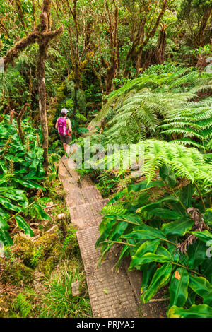 Escursionista sull'Alakai Swamp Trail, Kokee State Park, Kauai, Hawaii USA Foto Stock