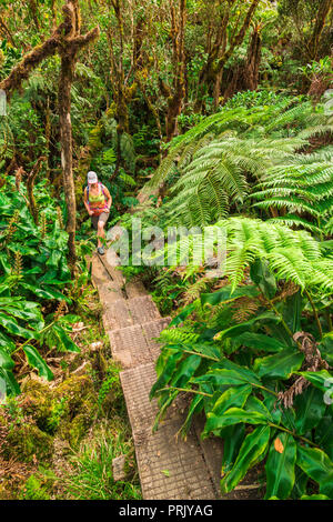 Escursionista sull'Alakai Swamp Trail, Kokee State Park, Kauai, Hawaii USA Foto Stock