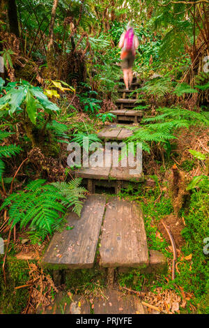 Escursionista sull'Alakai Swamp Trail, Kokee State Park, Kauai, Hawaii USA Foto Stock