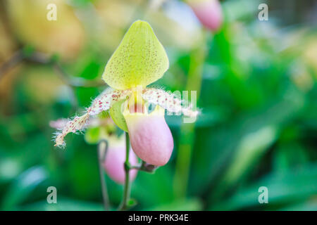 Fiori: pianella della Madonna, lady pantofola o pantofola orchid Paphiopedilum, Paphiopedilum sukhakulii. La pantofola bordo a forma di fiore serve come una trappola Foto Stock