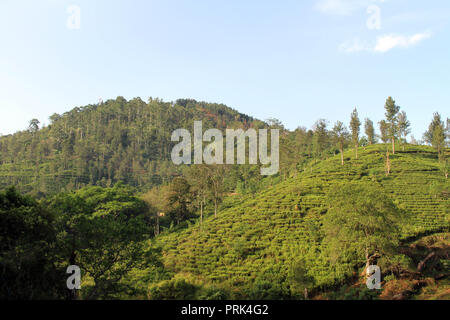 Il green tea plantation intorno alla città di Ella. Preso in Sri Lanka, Agosto 2018. Foto Stock