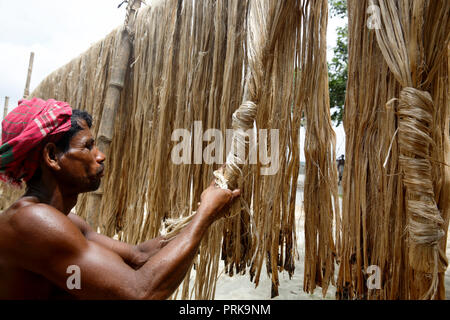 Un uomo si asciuga le fibre di iuta a Modhukhali in Faridpur, Bangladesh. Foto Stock