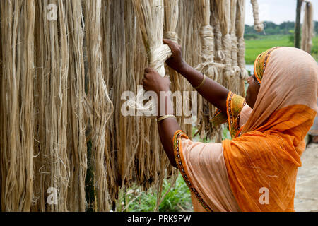 Una donna si asciuga le fibre di iuta a Modhukhali in Faridpur, Bangladesh. Foto Stock