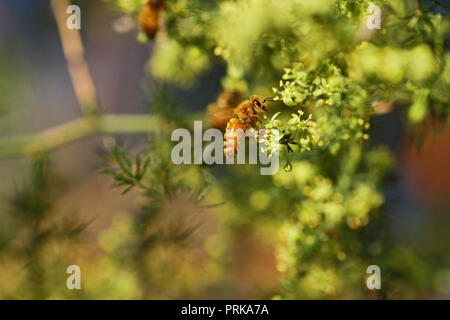 Il miele delle api o lavoratore bee latino apis mellifera impollinatori asparagi selvatici o sparrow erba latino Asparagus acutifolius in Italia nella tarda estate Foto Stock