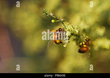 Il miele delle api o lavoratore bee latino apis mellifera impollinatori asparagi selvatici o sparrow erba latino Asparagus acutifolius in Italia nella tarda estate Foto Stock