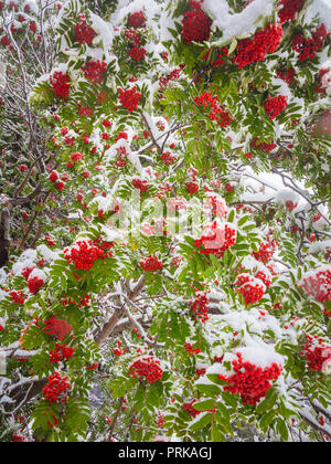 Il rowans o mountain-ceneri sono arbusti o alberi in genere Sorbus della famiglia di rosa, rosacee. Foto Stock