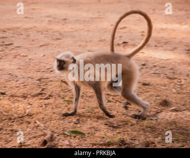 Hanuman-Langur,attraversando ,Apri,space,Kanha prati,Parco Nazionale di Kanha,M.P.India. Foto Stock