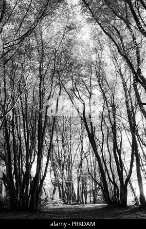 Gli alberi di faggio nella foresta di Canfaito (Marche, Italia) Foto Stock