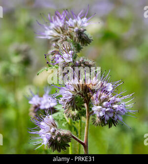 Impianto di miele phacelia su un campo. Foto Stock