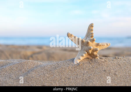 Starfish nella sabbia sulla spiaggia. Foto Stock