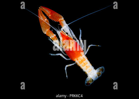 Gamberi di fiume Procambarus clarkii Ghost su sfondo nero Foto Stock