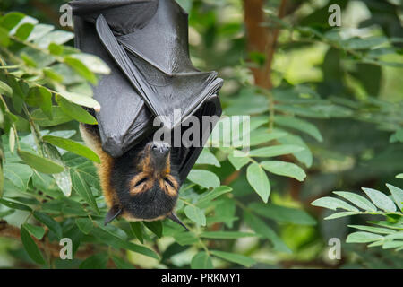 Un selvaggio Spectacled Flying Fox dorme tra la densa foresta pluviale fogliame vicino a wildlife rescue center in Kuranda, Queensland. Foto Stock