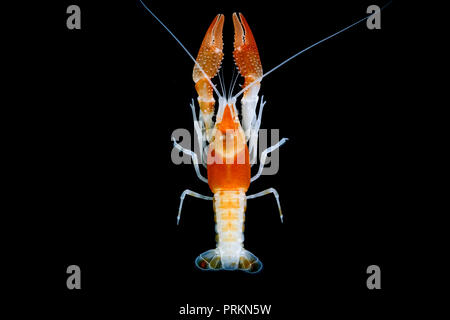 Gamberi di fiume Procambarus clarkii Ghost su sfondo nero Foto Stock