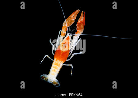 Gamberi di fiume Procambarus clarkii su sfondo nero Foto Stock