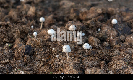Gli champignon coltivati su concime di vacca Foto Stock