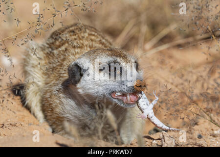 Meerkat (Suricata suricatta), maschio adulto al burrow, alimentazione su un geco, avviso Kgalagadi Parco transfrontaliero, Northern Cape, Sud Africa e Africa Foto Stock