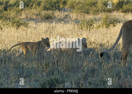 Leoni africani (Panthera leo), due lion cubs in erba secca, camminando accanto alla loro madre, Kgalagadi Parco transfrontaliero, Northern Cape, Sud Africa Foto Stock