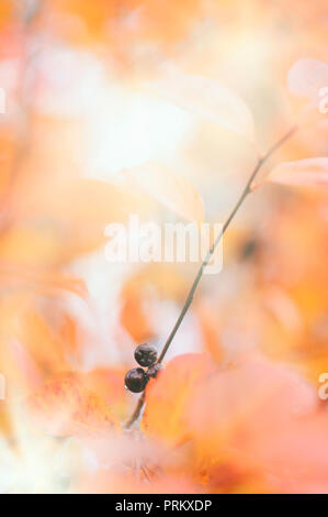 Chokeberry, bacche di Aronia. Le foglie in autunno i colori. Foto Stock