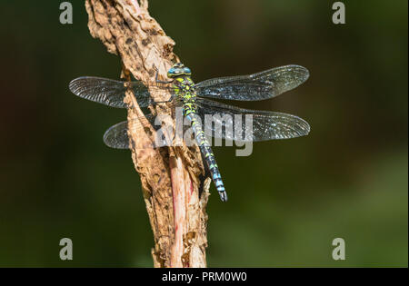 Maschio di Aeshna cyanea (Southern Hawker Dragonfly) su un ramoscello in autunno nel West Sussex, in Inghilterra, Regno Unito. Foto Stock