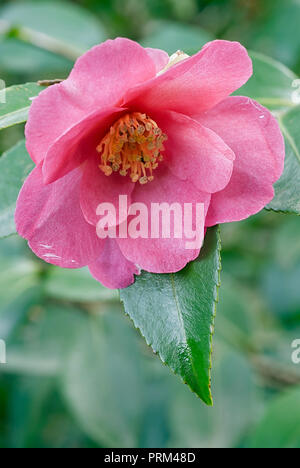 Camellia Kanjiro (Camellia sasanqua cv. Kanjirô, Theaceae). evergreen shurb, singole a semi-Fiori doppi, red winter blossoms. Foto Stock