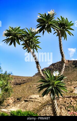 Fioritura Pachypodium Lamerei cactus impianto sotto il sole di Cabo de Gata Nijar, Almeria, Spagna Foto Stock