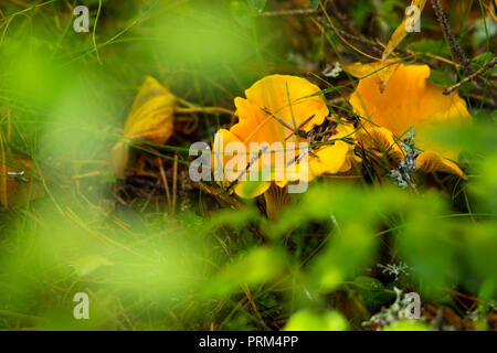 I finferli sul suolo della foresta, visto attraverso la vegetazione. Profondità di campo. Foto Stock