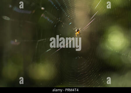 Spider Web con fili di seta che brilla in una foresta. Profondità di campo. Foto Stock