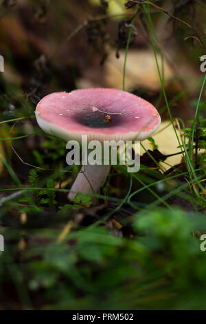 Oscuramento brittlegill, aka russula vinosa o obscura, i funghi in una foresta. Verticale. Foto Stock