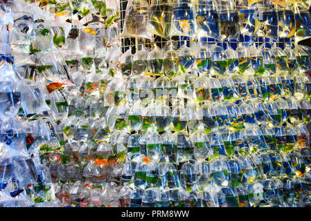 Goldfish Market in Hong Kong, Cina con prezzi scritto sui sacchetti Foto Stock