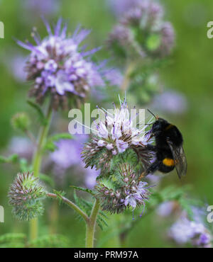 Bumblebee sul fiore di phacelia. Foto Stock