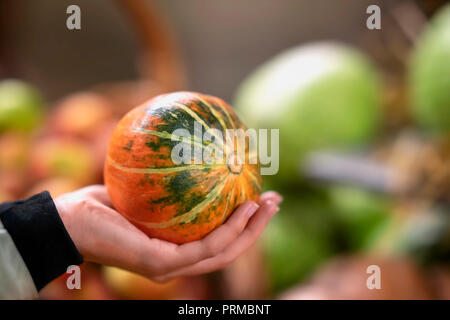 Piccola zucca naturale in mano femminile, autunno autunno. Concetto di raccolto. Simbolo di vacanze, soprattutto il Giorno del Ringraziamento Foto Stock