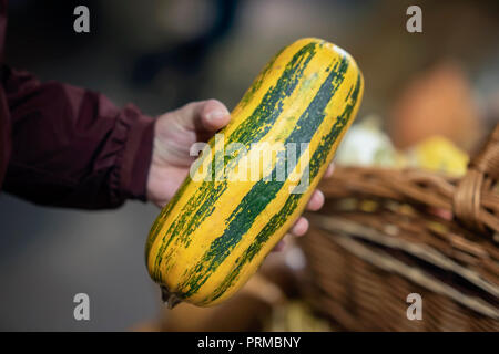 Giallo zucca naturale in mano agli uomini, autunno autunno. Concetto di raccolto. Simbolo tradizionale per il raccolto vacanze, la Giornata del Ringraziamento, Halloween Foto Stock