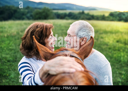 Un pazzo coppia senior in piedi da un cavallo fuori in natura, cercando in ogni altro. Foto Stock