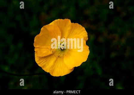 Arctic papavero, Papaver radicatum, Svezia. Foto Stock