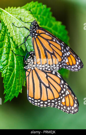 Coppia di farfalle monarca (Danaus plexippus) poggiante su foglie verdi con sfondo verde scuro Foto Stock