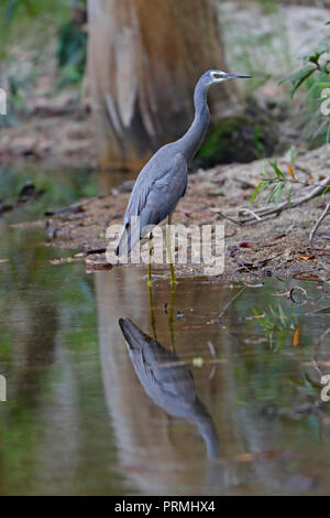 Di fronte bianco Heron e riflessione nel lontano Nord Queensland Australia Foto Stock