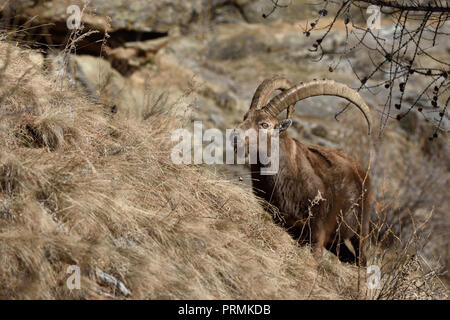 Stambecco (Capra ibex) ritratto. Il Parco Nazionale del Gran Paradiso Foto Stock