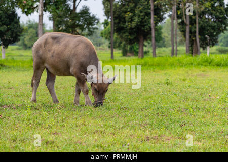 Un maschio di bufalo d'acqua vitello mangiare erba nel campo Foto Stock