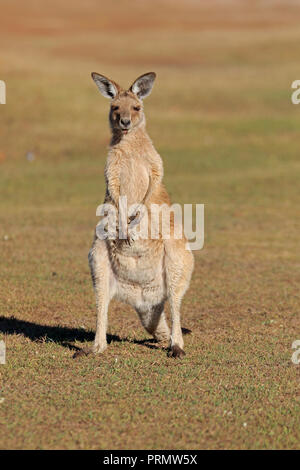 Orientale Canguro grigio nel lontano Nord Queensland Australia Foto Stock