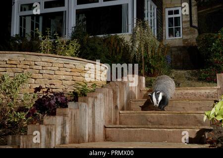 Europea (Badger Meles meles) passeggiando per le fasi del giardino di notte vicino ad una casa, Wiltshire, Regno Unito, ottobre. Foto Stock