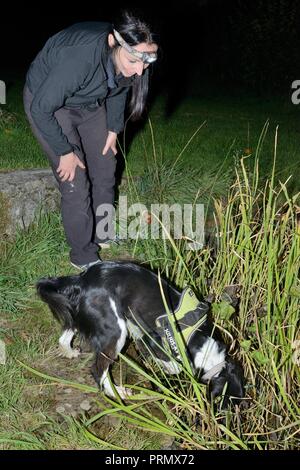 Nikki Glover del Wessex acqua guardando sniffer dog Freya come lei la caccia di grande tritoni crestato (Triturus cristatus) attorno ad uno stagno di notte, Somerset, Regno Unito Foto Stock