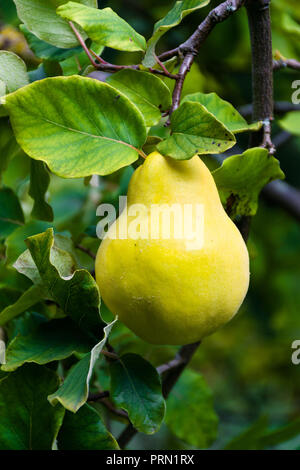 Mature Mele Cotogne (Cydonia oblonga) Frutta Crescendo su un ramo di albero durante la tarda estate nel Regno Unito Foto Stock