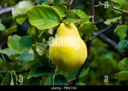 Mature Mele Cotogne (Cydonia oblonga) Frutta Crescendo su un ramo di albero durante la tarda estate nel Regno Unito Foto Stock