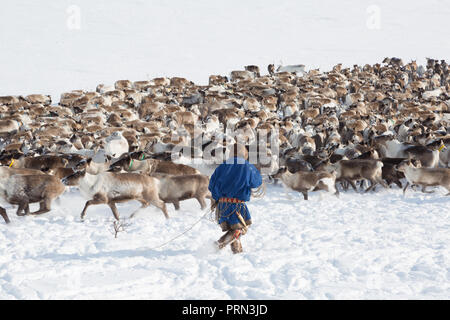 Nenets renne mans catture le renne su una soleggiata giornata invernale Foto Stock