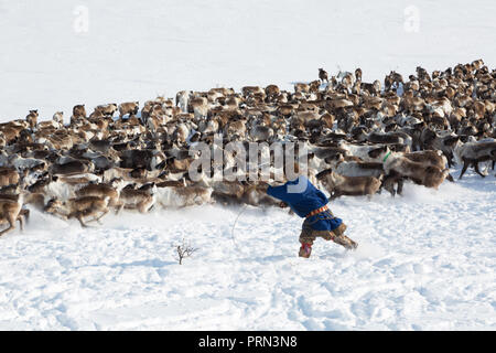 Nenets renne mans catture le renne su una soleggiata giornata invernale Foto Stock