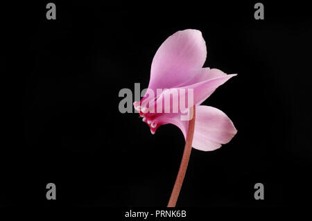Rosa ciclamino fiore isolata contro il nero Foto Stock