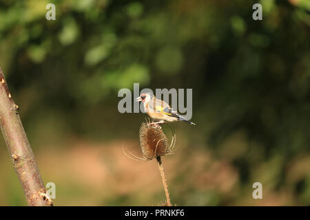 Cardellino (carduelis carduelis) alimentazione su una testa Teasel nel Regno Unito. Foto Stock