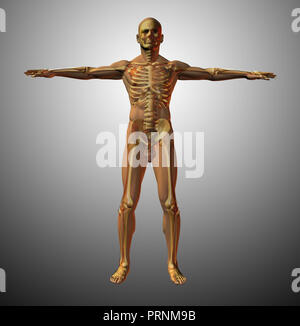 Maschio adulto modello anatomico. Il rendering 3D Foto Stock