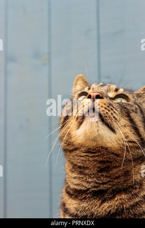 British tabby cat cercando con blu sullo sfondo di legno Foto Stock