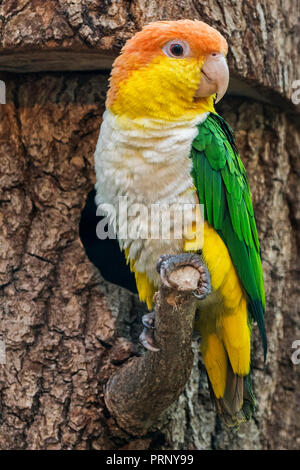 Verde-thighed parrot / bianco-panciuto parrot / bianco-caicco panciuto (Pionites leucogaster leucogaster) in zoo, nativo per il Brasile Foto Stock